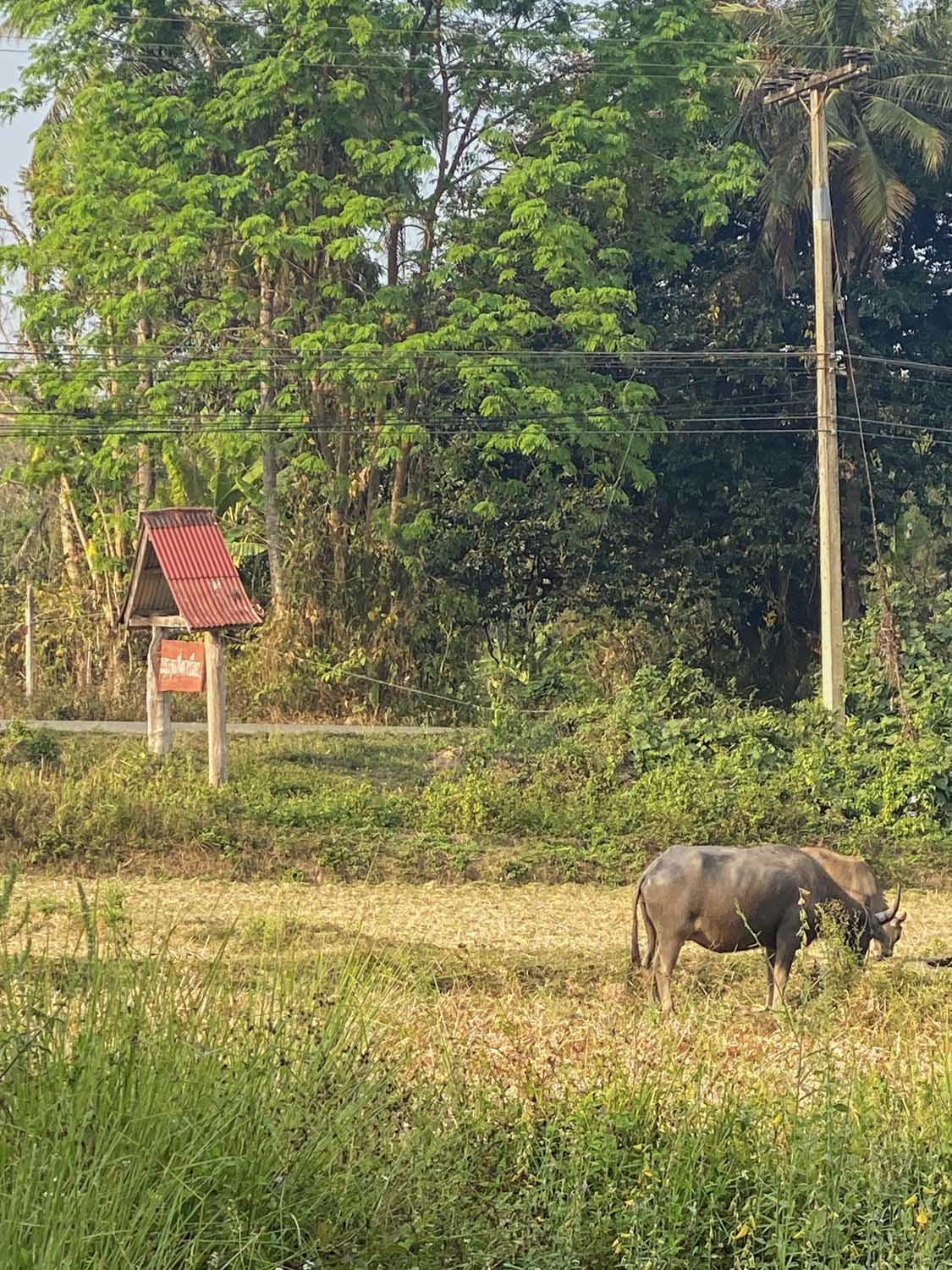 รีวิว homestay ในจังหวัดน่าน ต้งโฮมสเตย์