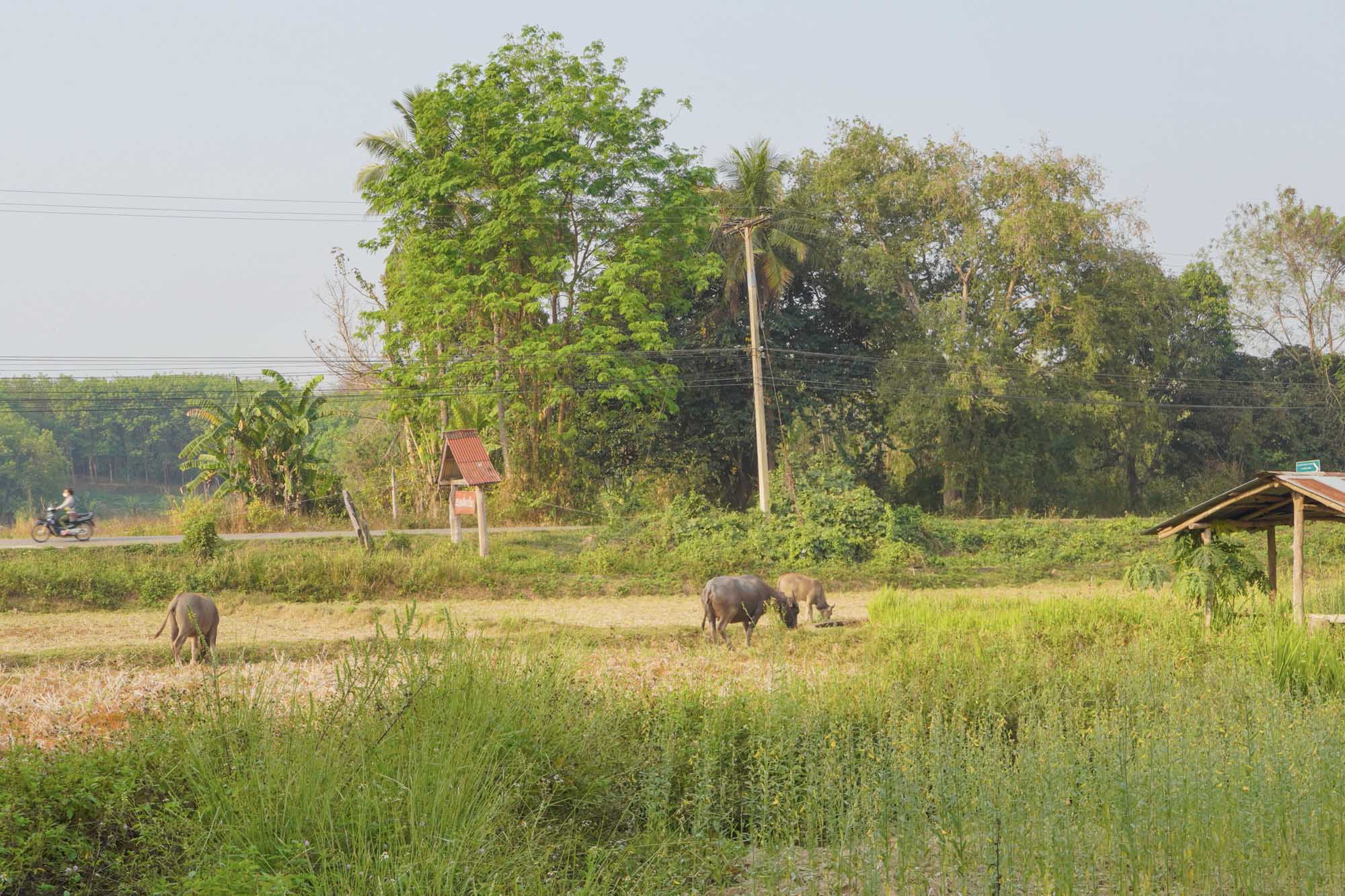 รีวิว homestay ในจังหวัดน่าน ต้งโฮมสเตย์