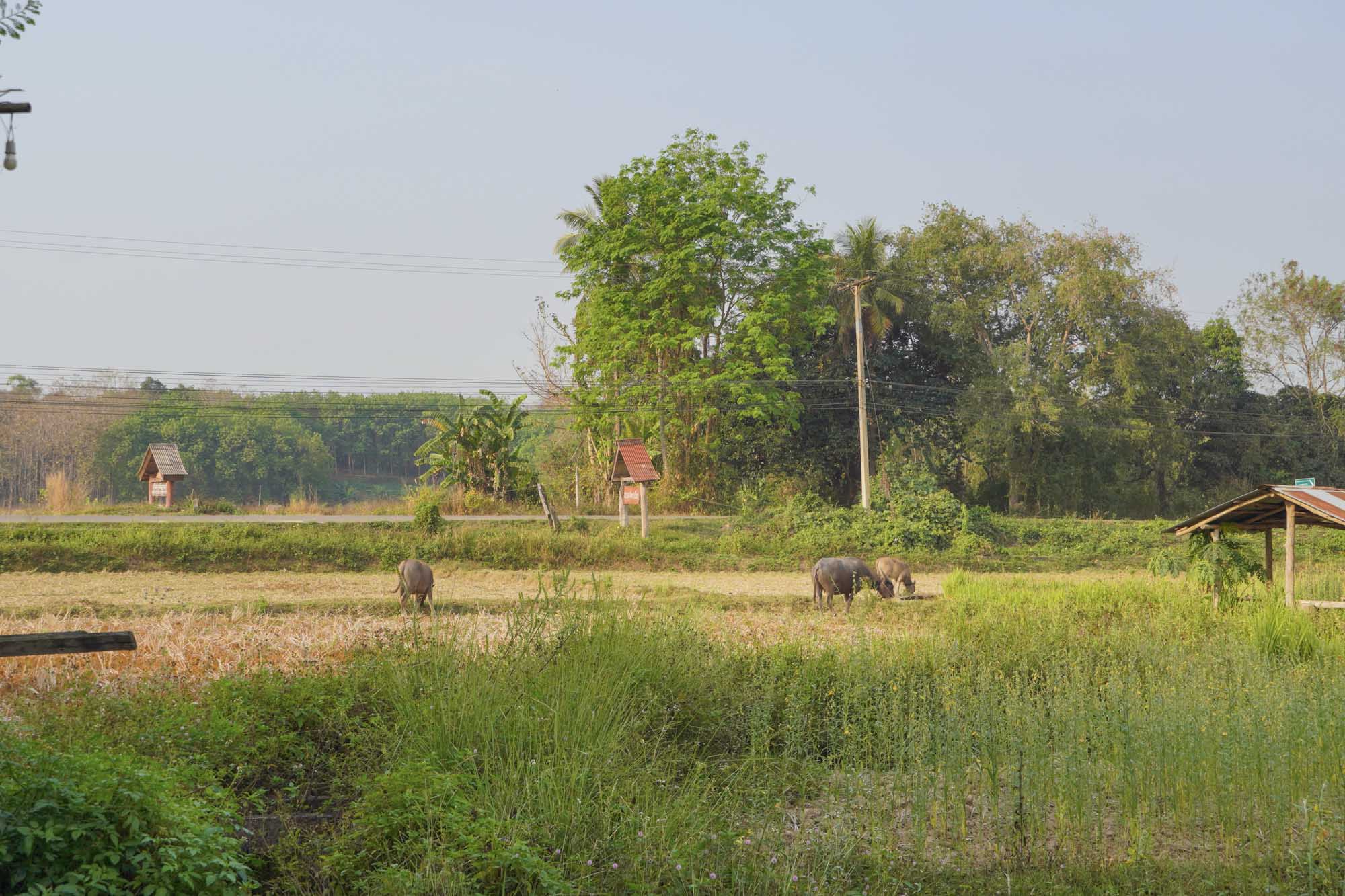 รีวิว homestay ในจังหวัดน่าน ต้งโฮมสเตย์