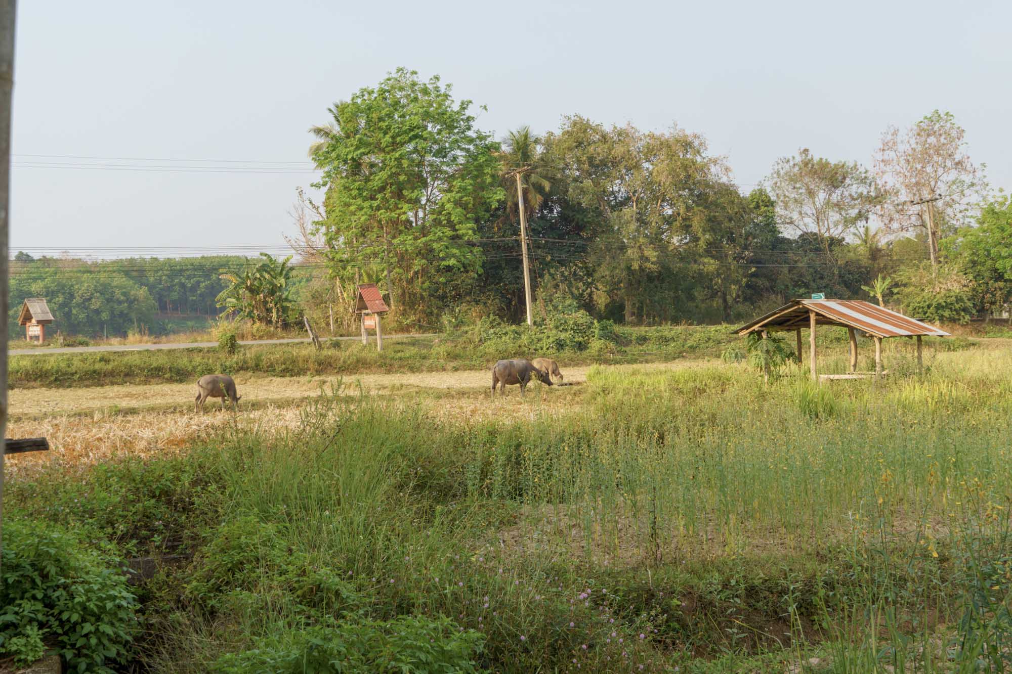 รีวิว homestay ในจังหวัดน่าน ต้งโฮมสเตย์