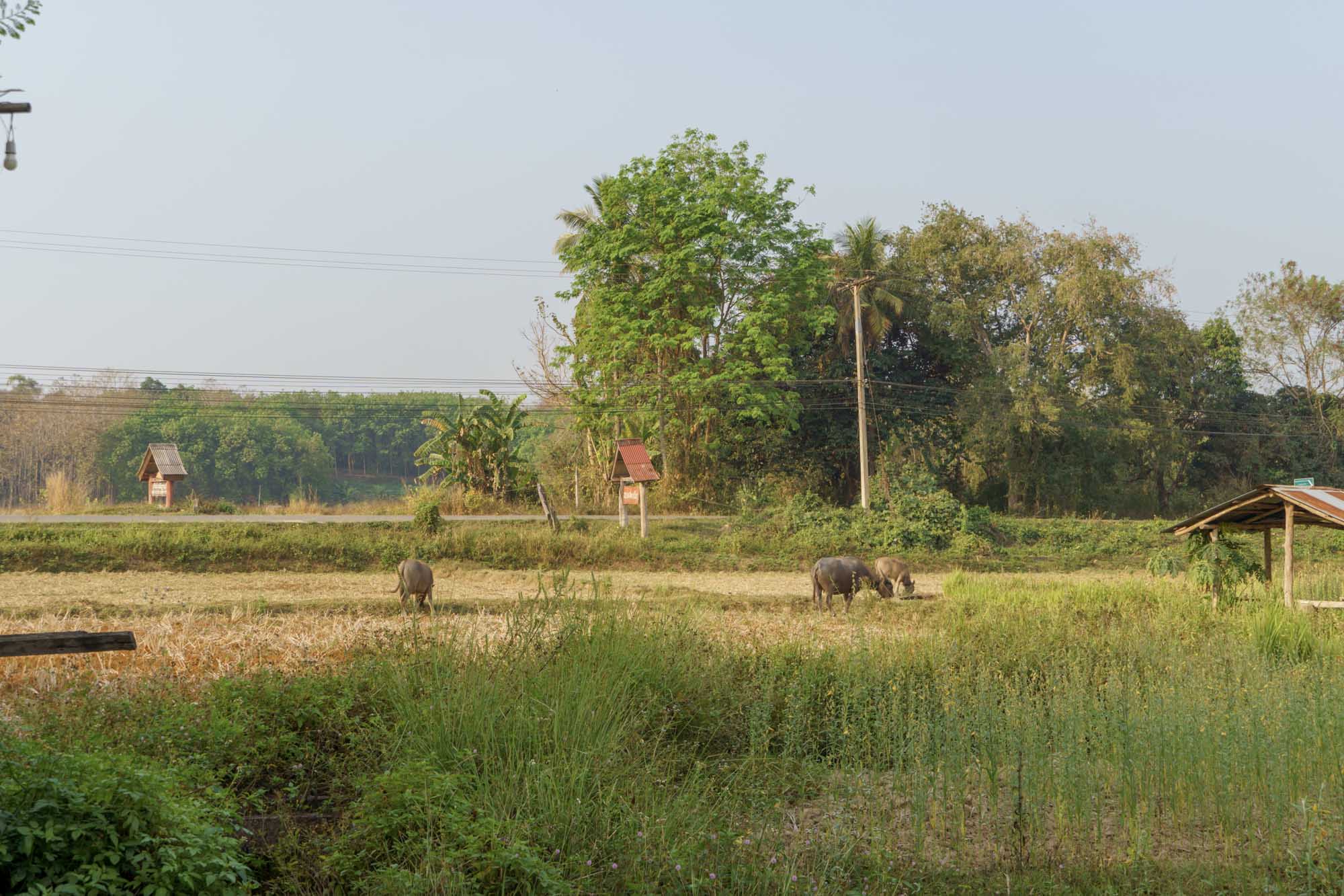 รีวิว homestay ในจังหวัดน่าน ต้งโฮมสเตย์